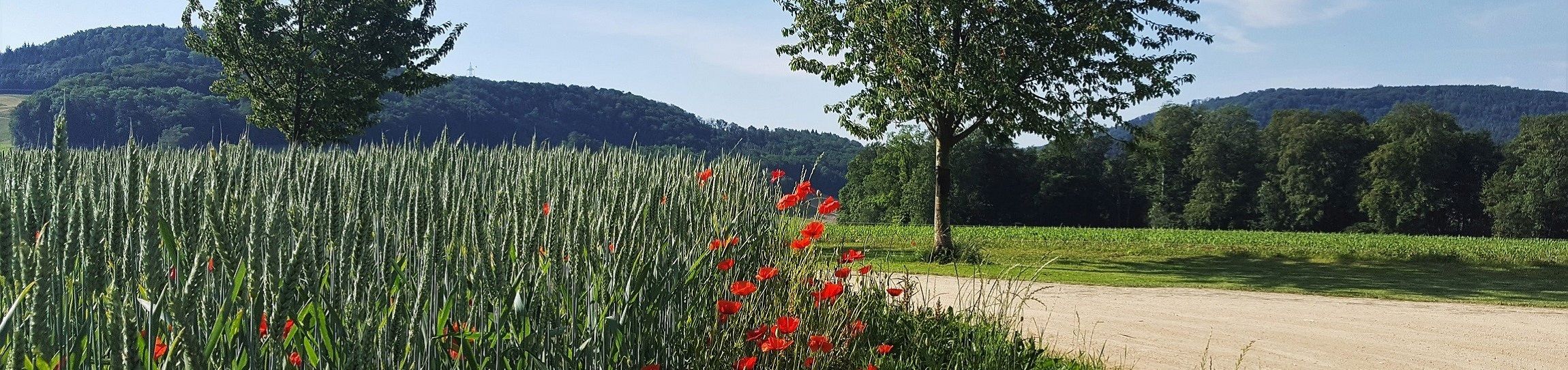 Frühling/Sommer