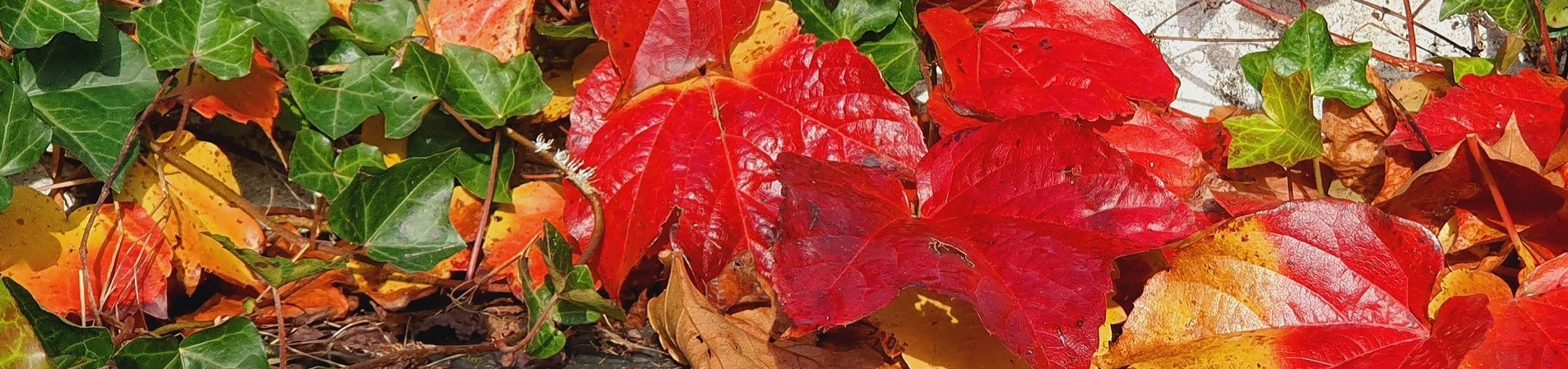 Herbst