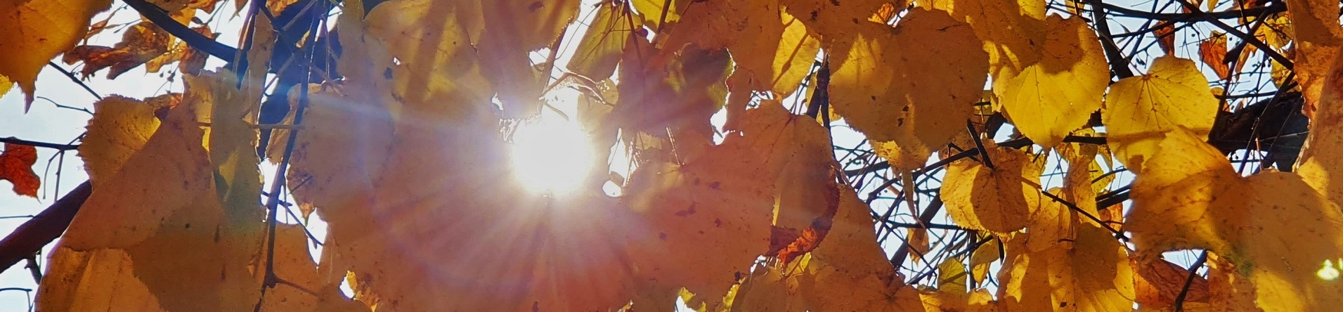 Herbst