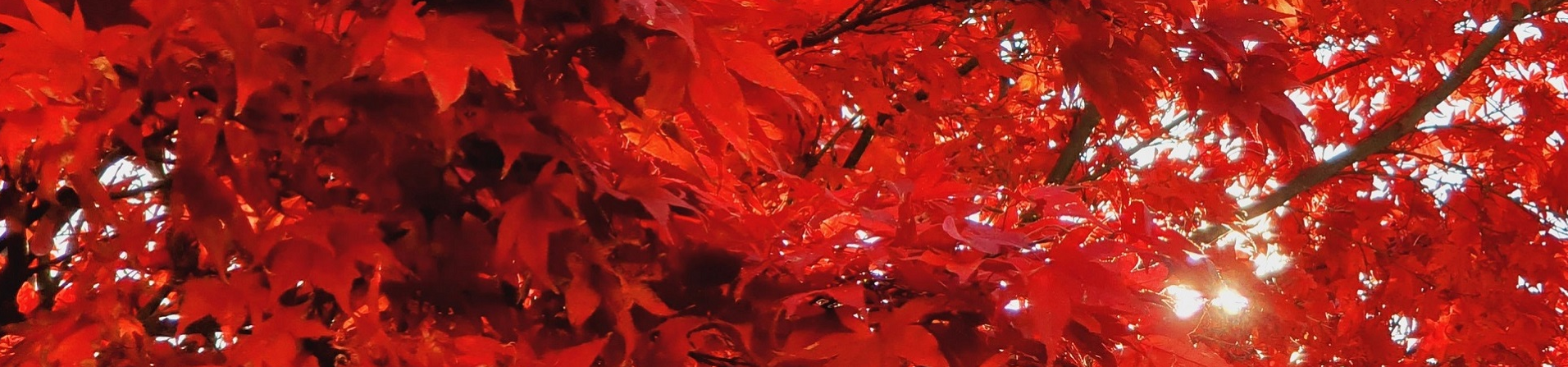 Herbst
